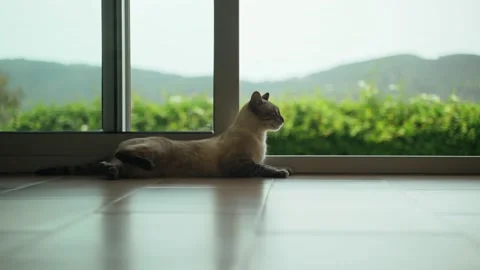 Funny white cat chilling at the window with a beautiful view. Cute slim domestic Stock Footage 158809113