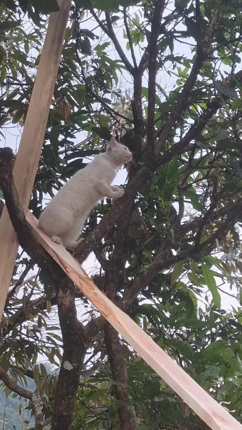 ​"Funny white cat getting stung by a wasp while climbing a tree" Stock Footage 340097095