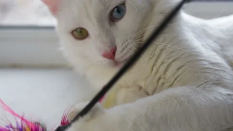 Funny white cat has different colored eyes (complete heterochromia). A cat lying Stock Footage 85673612