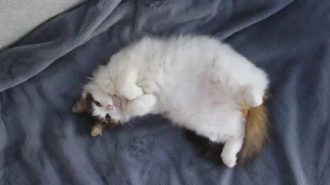 Funny white cat lying on the bed on her back, licking her cheeks 스톡 동영상 95892937