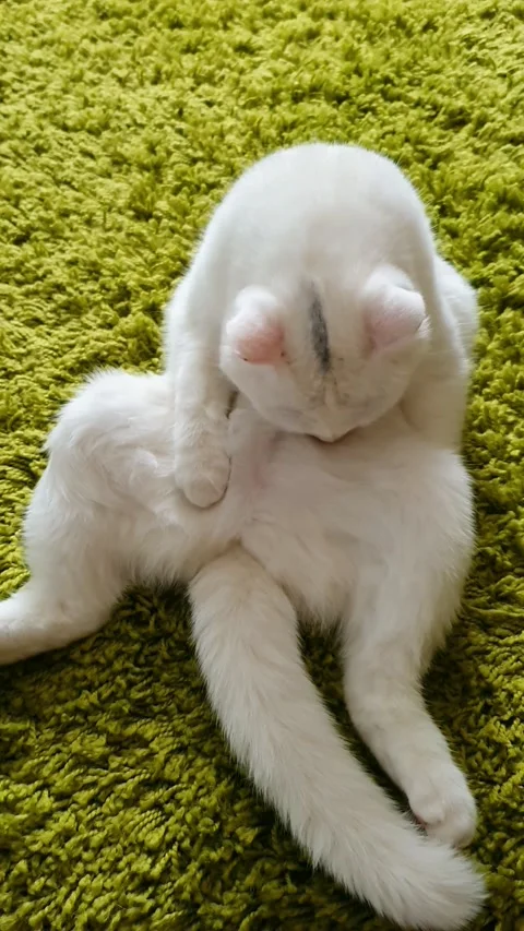 Funny white cat sits and washes Video stock 218601398