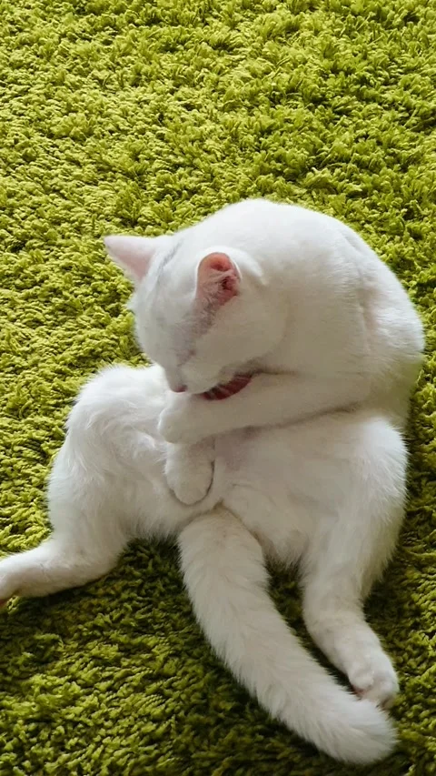 Funny white cat sits and washes Stock Footage 218601415