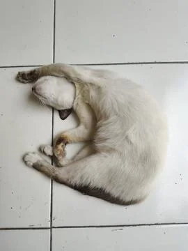 Funny White Cat Sleeping in a Twisted Position on Tiled Floor Foto stock