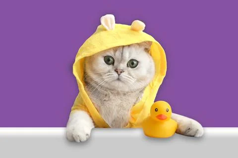 Funny white cat in a yellow coat, looks out of the shell with a yellow rubber Stock Photos