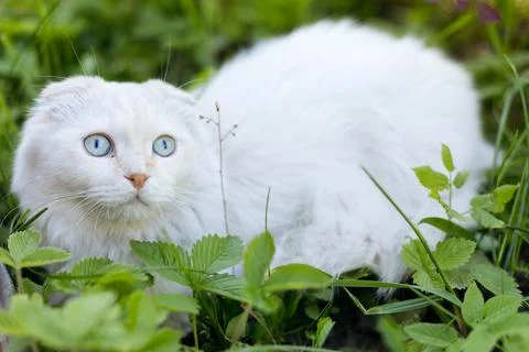 Funny white cattle fold cat with big blue eyes on the street Stock Photos