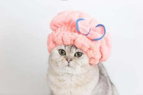 Funny white cute cat, after bathing in pink hat Stock Photos