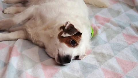 A funny white dog lying on the bed Stock Footage 229915655