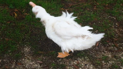 A funny white duck cleans its feathers near a small pond, Slow motion full HD Stock Footage 220629151