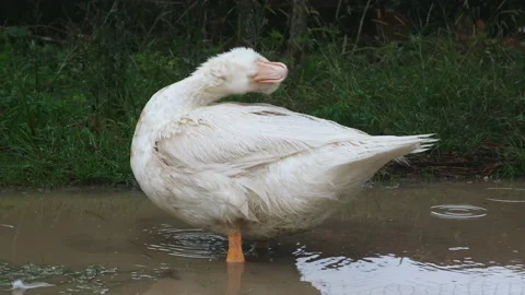 A funny white duck cleans its feathers near a small pond, Slow motion full HD Stock Footage 223602673