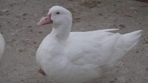 A funny white duck yawning Stock Footage 82327120
