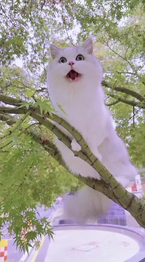 A funny white fluffy cat with open mouth sitting on a tree branch Video stock 346904921