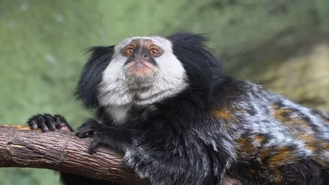 Funny White fronted marmoset, close up Stock Footage 124675854