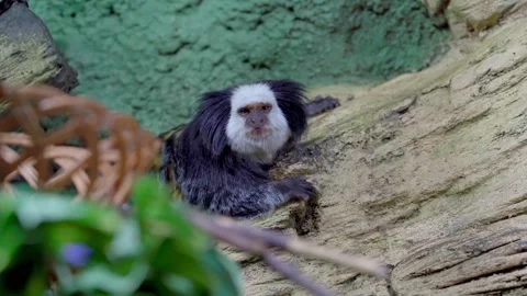 Funny White headed   marmoset, close up Stock Footage 166644679