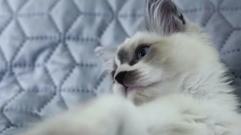 Funny White Kitten Playing In Bed Stock Footage 168817736