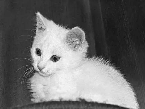 Funny white kitty Stock Photos