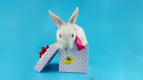 Funny white rabbit eating a dandelion, sitting in gift box, ready for chroma key Stock Footage 96580667