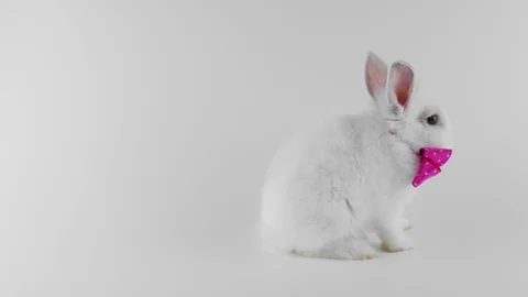 Funny white rabbit with pink bow, sitting sideways, washing face Stock Footage 103131935