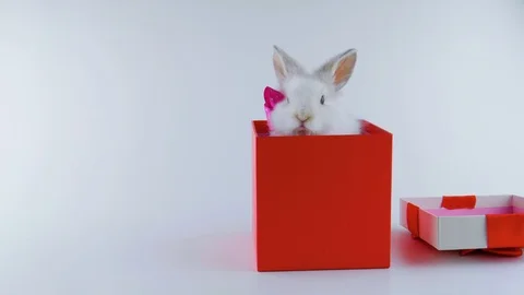 Funny white Rabbit with pink bow, sitting in a gift box, shows tongue Stock Footage 103509720