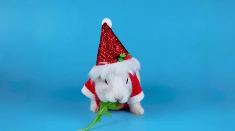 Funny white rabbit wearing Santa costume and eating arugula salad Stock Footage 67448675