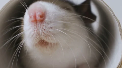 Funny white rat looking out of a cage Stock Footage 104400206