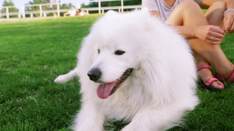 Funny white Samoyed husky dog in the park. Laika dog breed walking in summer day Stock Footage
