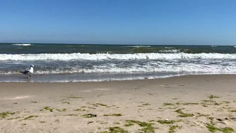 Funny white seagull wanders on yellow sand beach with algae Stock Footage 139771609
