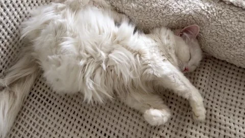 Funny white Turkish Angora cat lying in a hilarious sleeping position 스톡 동영상 338282990
