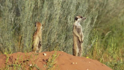Funny wide shot of a meerkat falling over, Kalahari desert. Stock Footage 160318664