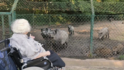 Funny wild boars and senior Old Stock Video Pond5