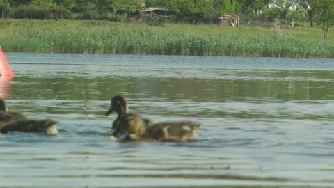 Funny wild ducklings chasing a piece of bread in the lake Vídeos de archivo 140895056