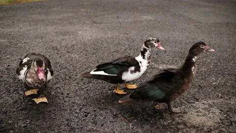 Funny wild ducks in the park Stock Footage 171596062