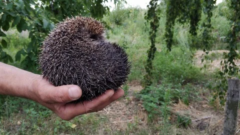 Funny wild hedgehog Stock Footage 113747656