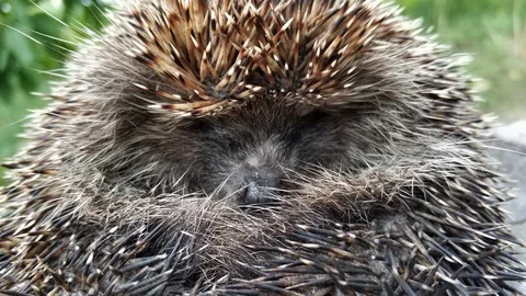 Funny wild hedgehog Stock Footage 113748164