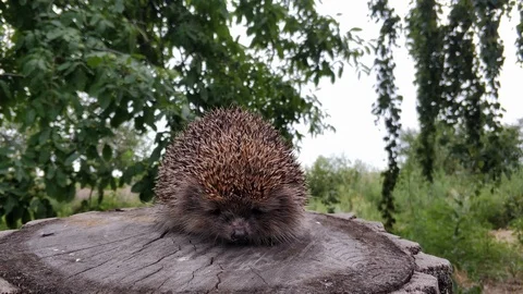 Funny wild hedgehog Stock Footage 113749749