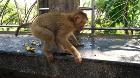 Funny wild macaque monkey walking in the park and eating something. Park with Stock Footage 111970376