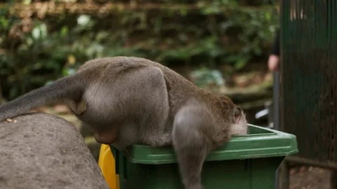Funny wild monkey sitting on trash can in tropical monkey forest. Bali island Stock Footage 124657396