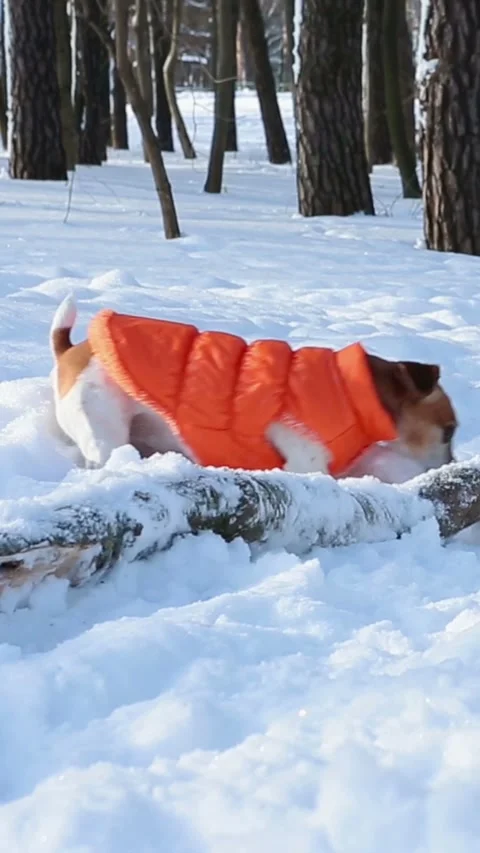 Funny winter dog playing in snow orange jacket Video stock 314547336