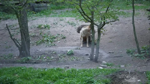 Funny wolf Stock Footage 123260385