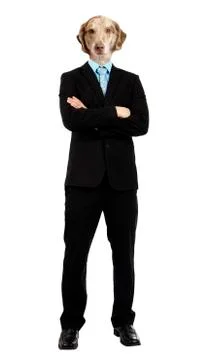 Funny working like a dog concept Stock Photos