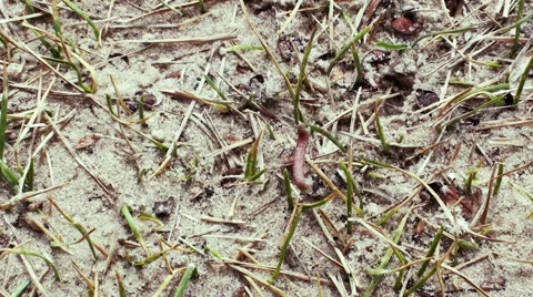 Funny worm crawling on the ground Stock Footage 61217645