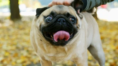 Funny wrinkless muzzle of happy pug in close-up, shaking fur. Male hand stroking Stock Footage 117473171