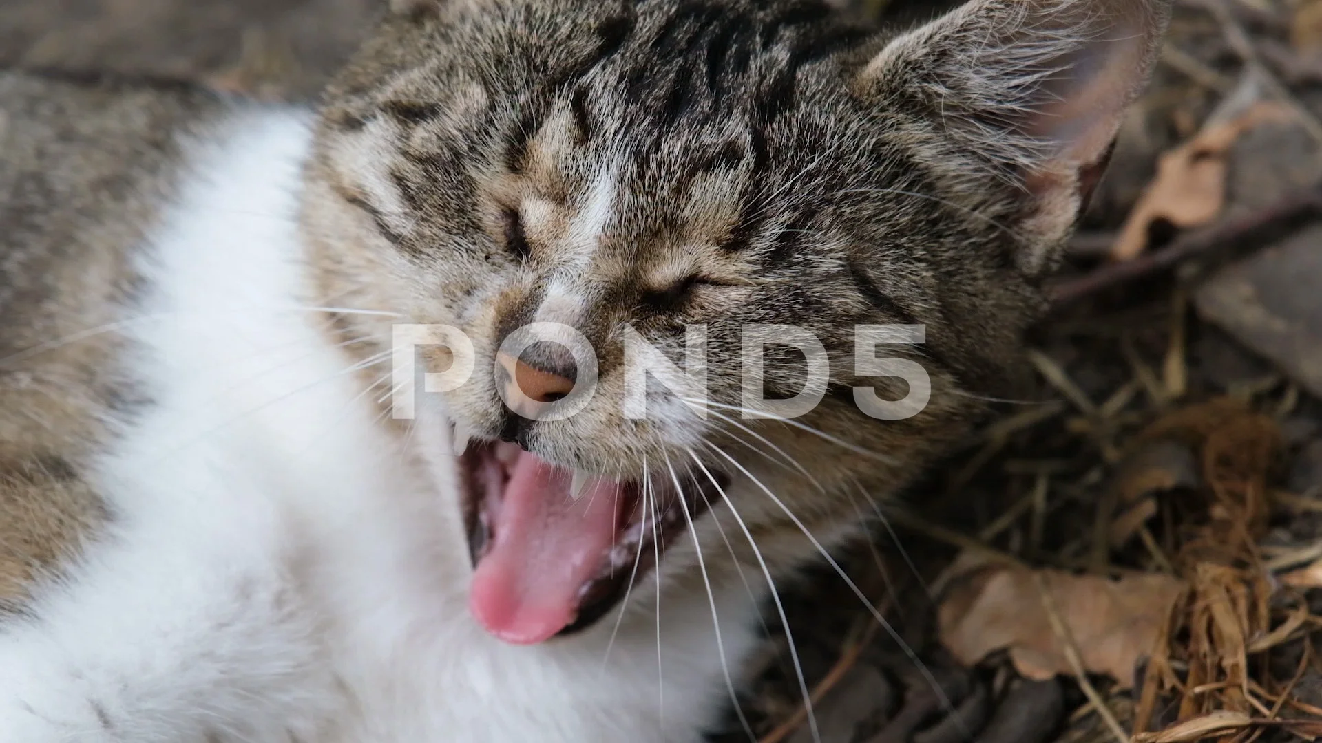 1,275 Funny Cat Icon Stock Video Footage - 4K and HD Video Clips