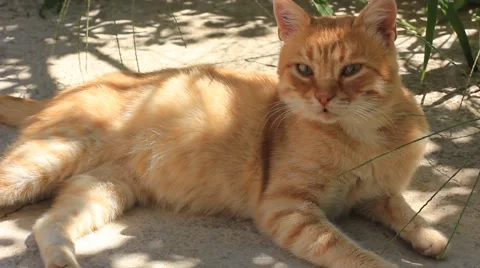 Funny yellow cat lying Stock Footage 41429880