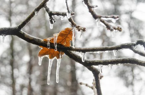 Funny yellow leaf with icicles Stockfoto's