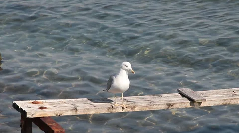 Funny Yellow-legged Gull, Larus michahellis Video stock 30717091