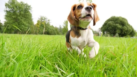 Funny young beagle dog chase moving camera, slow motion shot Stock Footage