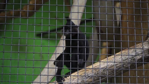 Funny young black monkey scratches leg in cage. Wildlife animal. Cute chimpanzee Stock Footage 138936005