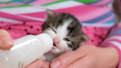 Funny young cat drinks milk Stock Footage 146256943