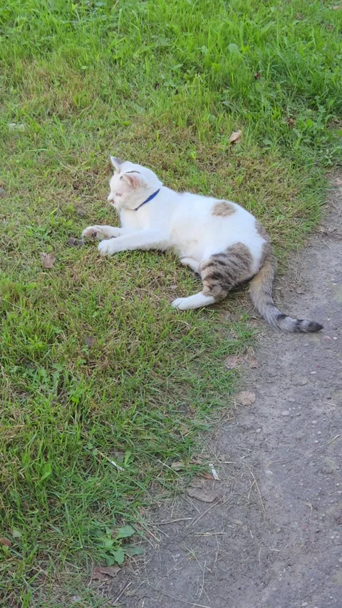 Funny young cat playing with a dead mouse outdoors. Stock Footage 345020248