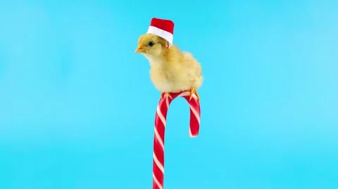 Funny young cock, sitting on the candy cane and trying to jump down Stock Footage 68833144